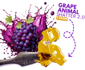 Dab Bods - Grape Animal Shatter - 1g